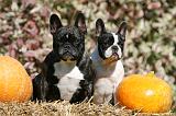 BOULEDOGUE FRANCAIS 1203